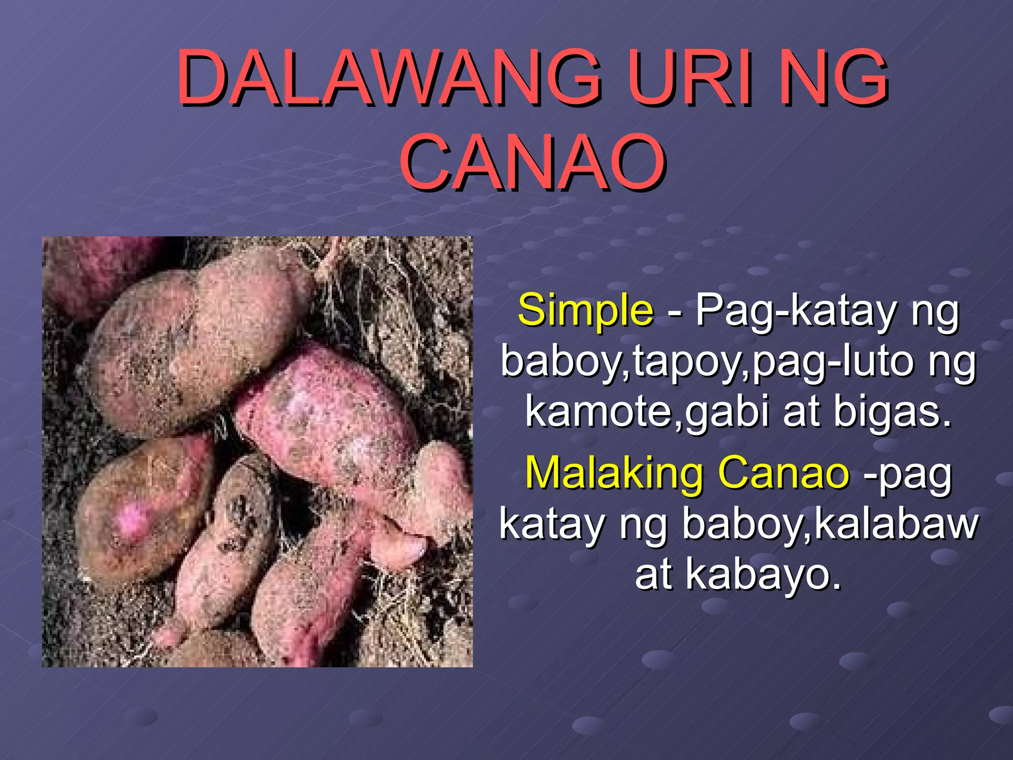 DALAWANG URI NG CANAO Simple  - Pag-katay ng baboy,tapoy,pag-luto ng kamote,gabi at bigas. Malaking Canao  -pag katay ng baboy,kalabaw at kabayo. 