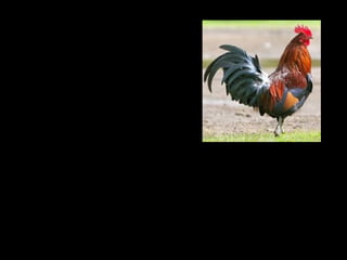 ESNATU, ESNATU,
OILARRAK JO DU.
EGUNSENTIA BADATOR
ARGITSU.
 