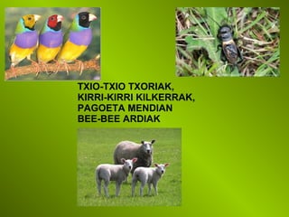 TXIO-TXIO TXORIAK,
KIRRI-KIRRI KILKERRAK,
PAGOETA MENDIAN
BEE-BEE ARDIAK
 