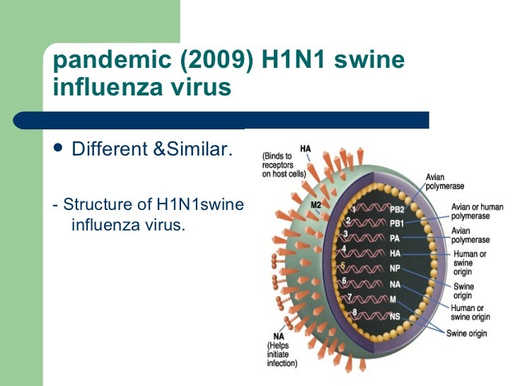 Literature Reveiw Swine Flu Vaccine 1