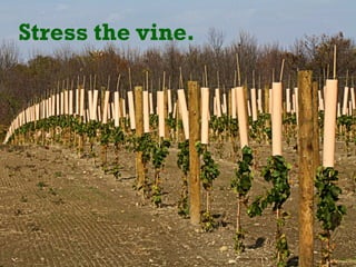 Stress the vine.
 