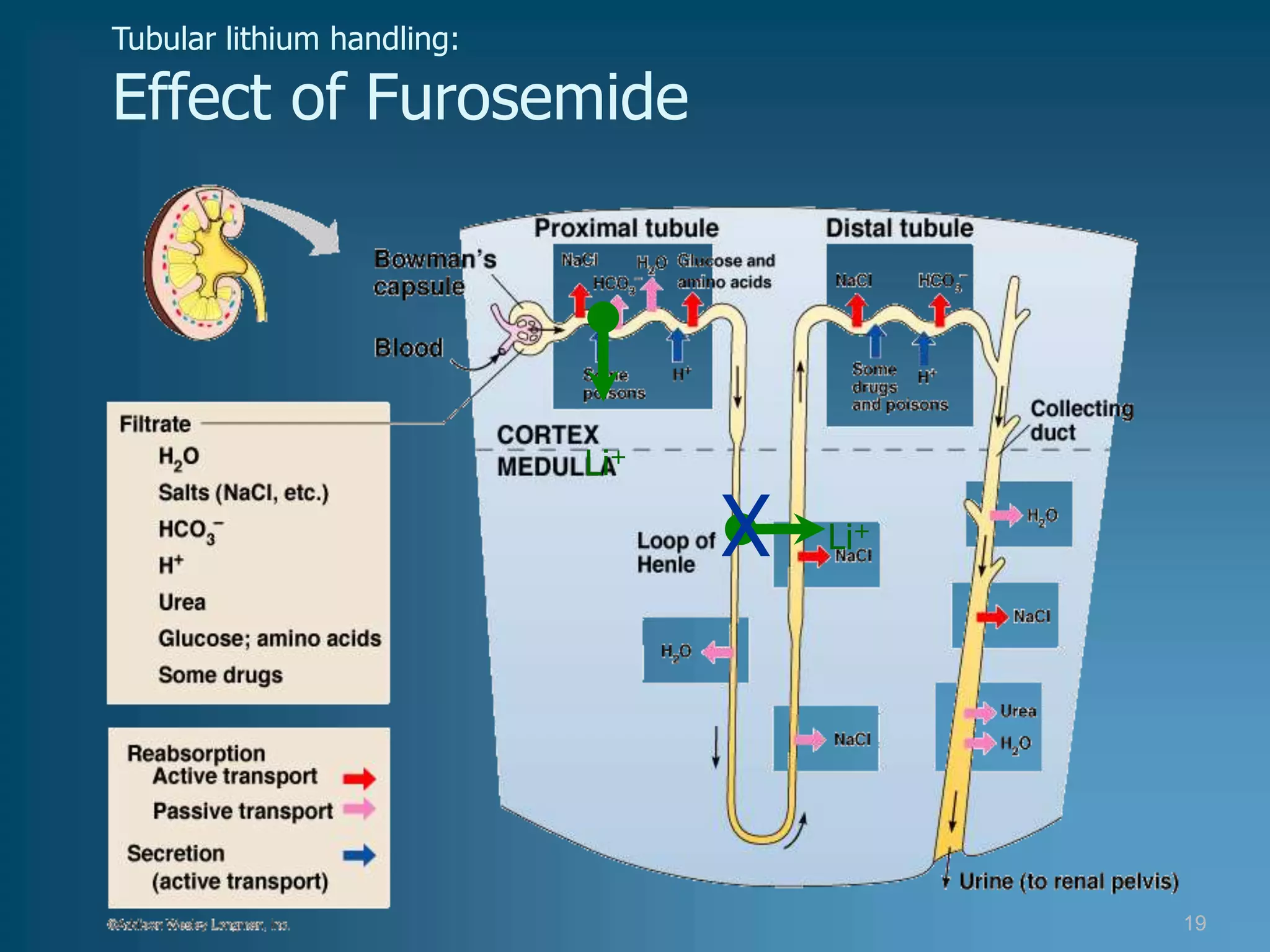 Tubular lithium handling:

Effect of Furosemide




                            Li+

                                  X   Li+




                                            19
 