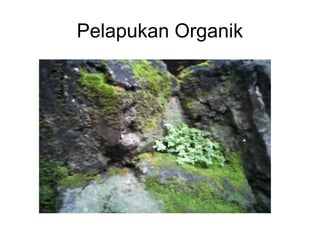 Pelapukan Organik

 