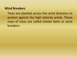 Wind Breakers	Trees are planted across the wind direction to protect against the high velocity winds. These rows of trees are called shelter belts or wind breakers.