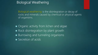 Biological Weathering
Biological weathering is the disintegration or decay of
rocks and minerals caused by chemical or physical agents
of organisms.
 Organic activity from lichen and algae
 Rock disintegration by plant growth
 Burrowing and tunneling organisms
 Secretion of acids
 