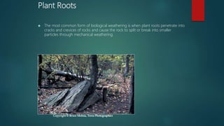 Plant Roots
 The most common form of biological weathering is when plant roots penetrate into
cracks and crevices of rocks and cause the rock to split or break into smaller
particles through mechanical weathering.
Copyright © Bruce Molnia, Terra Photographics
 