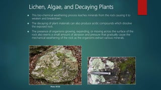 Lichen, Algae, and Decaying Plants
 This bio-chemical weathering process leaches minerals from the rock causing it to
weaken and breakdown.
 The decaying of plant materials can also produce acidic compounds which dissolve
the exposed rock.
 The presence of organisms growing, expanding, or moving across the surface of the
rock also exerts a small amount of abrasion and pressure that gradually cause the
mechanical weathering of the rock as the organisms extract various minerals.
Photo: SCGS
 