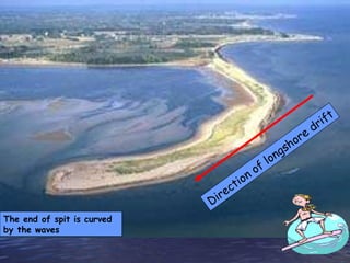 The end of spit is curved by the waves Direction of longshore drift 