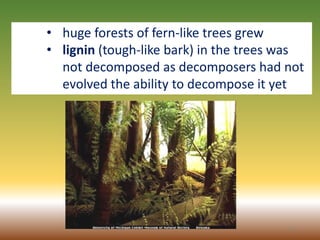 14
• huge forests of fern-like trees grew
• lignin (tough-like bark) in the trees was
not decomposed as decomposers had not
evolved the ability to decompose it yet
 