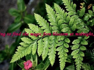 ing to find the magic fern blossom at midnight,

 