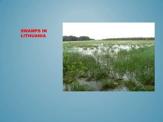 SWAMPS IN
LITHUANIA
 