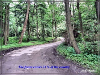 The forest covers 33 % of the country
 