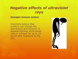 Negative effects of ultraviolet
rays
 Damages immune system.
 Scientists believe that
sunburn can change the
distribution and function of
disease-fighting white blood
cells in humans for up to 24
hours after exposure to the
Sun.
 