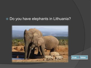 Do you have elephants in Lithuania?
true false
 