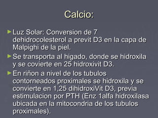 Calcio:Calcio:
►Luz Solar: Conversion de 7Luz Solar: Conversion de 7
dehidrocolesterol a previt D3 en la capa dedehidrocolesterol a previt D3 en la capa de
Malpighi de la piel.Malpighi de la piel.
►Se transporta al higado, donde se hidroxilaSe transporta al higado, donde se hidroxila
y se covierte en 25 hidroxivit D3.y se covierte en 25 hidroxivit D3.
►En riñon a nivel de los tubulosEn riñon a nivel de los tubulos
contorneados proximales se hidroxila y secontorneados proximales se hidroxila y se
convierte en 1,25 dihidroxiVit D3, previaconvierte en 1,25 dihidroxiVit D3, previa
estimulacion por PTH (Enz 1alfa hidroxilasaestimulacion por PTH (Enz 1alfa hidroxilasa
ubicada en la mitocondria de los tubulosubicada en la mitocondria de los tubulos
proximales).proximales).
 