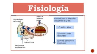 Fisiología
 