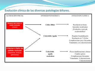 Evolución clínica de las diversas patologías biliares.
ALTERACION INICIAL ENTIDAD PATOLOGICA EVOLUCION CLINICA
Cólico Biliar Resolución en horas.
Episodios recidivantes
¿Evolución a vesícula
escleroatrófica?
Colecistitis Aguda Requiere hospitalización
Resolución en 7-10 días
Complicaciones poco frecuentes
Tratamiento con colecistectomía
Colecistitis Pocas manifestaciones clínicas
aguda Cuadros graves
acalculosa Complicaciones frecuentes
Tratamiento : Colecistectomía
Colecistostomía?
Bloqueo del cístico o
cuello vesicular
(Litiasis)
Irritacion o Daño del
epitelio vesicular
(isquemia, toxicos,
gérmenes)
 