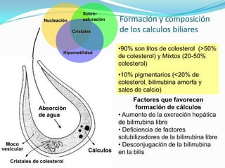 Formación y composición
de los calculos biliares
Hipomotilidad
Cristales
Nucleación
Sobre-
saturación
Absorción
de agua
Cálculos
Cristales de colesterol
Moco
vesicular
•90% son litos de colesterol (>50%
de colesterol) y Mixtos (20-50%
colesterol)
•10% pigmentarios (<20% de
colesterol, bilirrubina amorfa y
sales de calcio)
Factores que favorecen
formación de cálculos
• Aumento de la excreción hepática
de bilirrubina libre
• Deficiencia de factores
solubilizadores de la bilirrubina libre
• Desconjugación de la bilirrubina
en la bilis
 