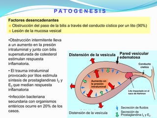 Distensión de la vesícula
P A T O G E N E S I S
Pared vesicular
edematosa
Conducto
cístico
Lito impactado en el
saco de Hartman
Distensión de la vesícula
Secreción de fluidos
Secreción de
Prostaglandina I2 y E2
Aumento en
la presión
intraluminal
Factores desencadenantes
Obstrucción del paso de la bilis a través del conducto cístico por un lito (90%)
Lesión de la mucosa vesical
•Obstrucción intermitente lleva
a un aumento en la presión
intraluminal y junto con bilis
supersaturada de colesterol
estimulan respuesta
inflamatoria.
• El trauma intraluminal
provocado por litos estimula
síntesis de prostaglandinas I2 y
E2 que median respuesta
inflamatoria
•Infección bacteriana
secundaria con organismos
entéricos ocurre en 20% de los
casos.
 