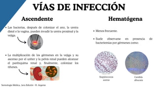 Las bacterias, después de colonizar el ano, la uretra
distal o la vagina, pueden invadir la uretra proximal y la
vejiga.
La multiplicación de los gérmenes en la vejiga y su
ascenso por el uréter y la pelvis renal pueden alcanzar
el parénquima renal y, finalmente, colonizar los
riñones.
VÍAS DE INFECCIÓN
Ascendente Hematógena
Semiología Médica, 3era Edición - H. Argente
Menos frecuente.
Suele observarse en presencia de
bacteriemias por gérmenes como:
Candida
albucans
Stapyloccocus
aureus
 