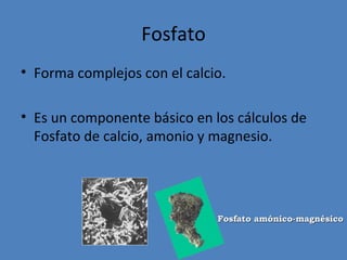 Fosfato
• Forma complejos con el calcio.

• Es un componente básico en los cálculos de
  Fosfato de calcio, amonio y magnesio.




                              Fosfato amónico-magnésico
 