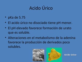 Acido Úrico
• pKa de 5.75
• El acido úrico no disociado tiene pH menor.
• El pH elevado favorece formación de urato
  que es soluble.
• Alteraciones en el metabolismo de la adenina
  favorece la producción de derivados poco
  solubles.

                                      Acido úrico
 
