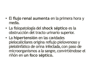 • El flujo renal aumenta en la primera hora y
media.
• La fisiopatología del shock séptico es la
obstrucción del tracto urinario superior.
• La hipertensión en las cavidades
pielocalicilares origina reflujo pielovenoso y
pielolinfático de orina infectada,con paso de
microorganismos a la sangre,convirtiéndose el
riñón en un foco séptico.
 