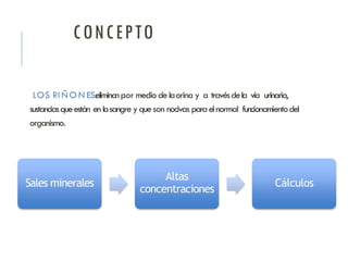CONCEPTO
LOS RI Ñ O N ES:eliminanpor medio delaorinay a travésdela vía urinaria,
sustanciasqueestán enlasangreyqueson nocivas paraelnormal funcionamientodel
organismo.
Sales minerales
Altas
concentraciones
Cálculos
 