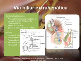 Vía biliar extrahepática
Conducto hepático común
• Anterolateral a la arteria hepática y la
vena porta dentro del ligament...