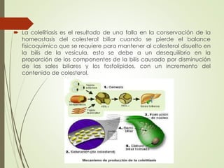  La colelitiasis es el resultado de una falla en la conservación de la 
homeostasis del colesterol biliar cuando se pierde el balance 
fisicoquímico que se requiere para mantener al colesterol disuelto en 
la bilis de la vesícula, esto se debe a un desequilibrio en la 
proporción de los componentes de la bilis causado por disminución 
de las sales biliares y los fosfolípidos, con un incremento del 
contenido de colesterol. 
 