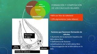 FORMACIÓN Y COMPOSICIÓN
DE LOS CALCULOS BILIARES
Hipomotilidad
Cristales
Nucleación
Sobre-
saturación
Absorción
de agua
Cálculos
Cristales de colesterol
Moco
vesicular
•90% son litos de colesterol
•10% pigmentarios (sales biliares)
Factores que favorecen formación de
cálculos
• Aumento de la excreción hepática de
bilirrubina libre
• Deficiencia de factores
solubilizadores de la bilirrubina libre
• Desconjugación de la bilirrubina en la
bilis
 