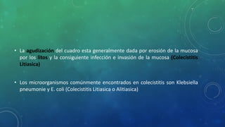 • La agudización del cuadro esta generalmente dada por erosión de la mucosa
por los litos y la consiguiente infección e invasión de la mucosa (Colecistitis
Litiasica)
• Los microorganismos comúnmente encontrados en colecistitis son Klebsiella
pneumonie y E. coli (Colecistitis Litiasica o Alitiasica)
 