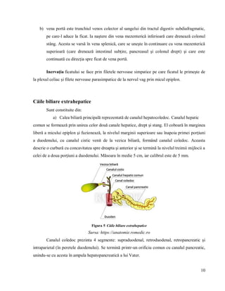10
b) vena portă este trunchiul venos colector al sangelui din tractul digestiv subdiafragmatic,
pe care-l aduce la ficat. Ia naştere din vena mezenterică inferioară care drenează colonul
stâng. Acesta se varsă în vena splenică, care se uneşte în continuare cu vena mezenterică
superioară (care drenează intestinul subţire, pancreasul şi colonul drept) şi care este
continuată cu direcţia spre ficat de vena portă.
Inervaţia ficatului se face prin filetele nervoase simpatice pe care ficatul le primeşte de
la plexul celiac şi filete nervoase parasimpatice de la nervul vag prin micul epiplon.
Căile biliare extrahepatice
Sunt constituite din:
a) Calea biliară principală reprezentată de canalul hepatocoledoc. Canalul hepatic
comun se formează prin unirea celor două canale hepatice, drept şi stang. El coboară în marginea
liberă a micului epiplon şi fuzionează, la nivelul marginii superioare sau înapoia primei porţiuni
a duodenului, cu canalul cistic venit de la vezica biliară, formând canalul coledoc. Aceasta
descrie o curbură cu concavitatea spre dreapta şi anterior şi se termină la nivelul treimii mijlocii a
celei de a doua porţiuni a duodenului. Măsoara în medie 5 cm, iar calibrul este de 5 mm.
Figura 5 Căile biliare extrahepatice
Sursa: https://anatomie.romedic.ro
Canalul coledoc prezinta 4 segmente: supraduodenal, retroduodenal, retropancreatic şi
intraparietal (în peretele duodenului). Se termină printr-un orificiu comun cu canalul pancreatic,
unindu-se cu acesta în ampula hepatopancreatică a lui Vater.
 