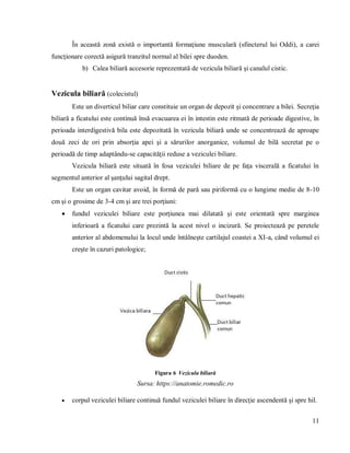 11
În această zonă există o importantă formaţiune musculară (sfincterul lui Oddi), a carei
funcţionare corectă asigură tranzitul normal al bilei spre duoden.
b) Calea biliară accesorie reprezentată de vezicula biliară şi canalul cistic.
Vezicula biliară (colecistul)
Este un diverticul biliar care constituie un organ de depozit şi concentrare a bilei. Secreţia
biliară a ficatului este continuă însă evacuarea ei în intestin este ritmată de perioade digestive, în
perioada interdigestivă bila este depozitată în vezicula biliară unde se concentrează de aproape
două zeci de ori prin absorţia apei şi a sărurilor anorganice, volumul de bilă secretat pe o
perioadă de timp adaptându-se capacităţii reduse a veziculei biliare.
Vezicula biliară este situată în fosa veziculei biliare de pe faţa viscerală a ficatului în
segmentul anterior al şanţului sagital drept.
Este un organ cavitar avoid, în formă de pară sau piriformă cu o lungime medie de 8-10
cm şi o grosime de 3-4 cm şi are trei porţiuni:
 fundul veziculei biliare este porţiunea mai dilatată şi este orientată spre marginea
inferioară a ficatului care prezintă la acest nivel o incizură. Se proiectează pe peretele
anterior al abdomenului la locul unde întâlneşte cartilajul coastei a XI-a, când volumul ei
creşte în cazuri patologice;
Figura 6 Vezicula biliară
Sursa: https://anatomie.romedic.ro
 corpul veziculei biliare continuă fundul veziculei biliare în direcţie ascendentă şi spre hil.
 