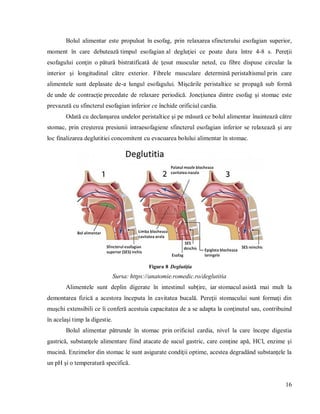 16
Bolul alimentar este propulsat în esofag, prin relaxarea sfincterului esofagian superior,
moment în care debutează timpul esofagian al degluţiei ce poate dura între 4-8 s. Pereţii
esofagului conţin o pătură bistratificată de ţesut muscular neted, cu fibre dispuse circular la
interior şi longitudinal către exterior. Fibrele musculare determină peristaltismul prin care
alimentele sunt deplasate de-a lungul esofagului. Mişcările peristaltice se propagă sub formă
de unde de contracţie precedate de relaxare periodică. Joncţiunea dintre esofag şi stomac este
prevazută cu sfincterul esofagian inferior ce închide orificiul cardia.
Odată cu declanşarea undelor peristaltice şi pe măsură ce bolul alimentar înaintează către
stomac, prin creşterea presiunii intraesofagiene sfincterul esofagian inferior se relaxează şi are
loc finalizarea deglutitiei concomitent cu evacuarea bolului alimentar în stomac.
Figura 8 Deglutiţia
Sursa: https://anatomie.romedic.ro/deglutitia
Alimentele sunt deplin digerate în intestinul subţire, iar stomacul asistă mai mult la
demontarea fizică a acestora începuta în cavitatea bucală. Pereţii stomacului sunt formaţi din
muşchi extensibili ce îi conferă acestuia capacitatea de a se adapta la conţinutul sau, contribuind
în acelaşi timp la digestie.
Bolul alimentar pătrunde în stomac prin orificiul cardia, nivel la care începe digestia
gastrică, substanţele alimentare fiind atacate de sucul gastric, care conţine apă, HCl, enzime şi
mucină. Enzimelor din stomac le sunt asigurate condiţii optime, acestea degradând substanţele la
un pH şi o temperatură specifică.
 