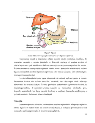 18
Figura 9 Digestia
Sursa: https://www.google.com/search?q=digestia+gastrica
Musculatura netedă a intestinului subţire execută miscări peristaltice, pendulare, de
contractare periodică a anselor intestinale ce determină scurtarea şi lungirea acestora şi
mişcări segmentare, prin apariţia unor inele de contracţie care segmentează porţiuni din intestin.
În urma ansamblului de mişcări se asigură un contact strâns a particulelor alimentare cu sucurile
digestive secretate la acest nivel precum şi propulsia celor rămase nedigerate către intestinul gros
pentru continuarea digestiei.
La nivelul intestinului gros, masa alimentară este reţinută suficient pentru a permite
fermentarea acesteia sub actiunea bacteriilor intestinale, care descompun unele substanţe
neprelucrate în intestinul subţire. În urma proceselor de fermentare şi putrefacţie asociate cu
mişcările peristaltice, de segmentare şi tonice executate de musculatura intestinului gros,
deseurile neasimilabile vor forma materiile fecale ce se stochează în ampula rectală pentru o
perioadă, urmând a fi eliminate prin actul defecţiei.
Absobţia
Reprezintă procesul de trecere a substanţelor necesare organismului prin pereţii organelor
tubului digestiv în mediul intern. La nivelul cavităţii bucale, a esofagului precum şi la nivelul
stomacului realizarea proceselor de absorbţie este neglijabilă.
 
