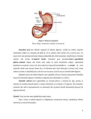 6
Figura 2 Stomacul şi duodenul
Sursa: https://anatomie.romedic.ro/stomacul
Intestinul gros este ultimul segment al tubului digestiv, având un calibru superior
intestinului subţire şi o lungime de până la 1,6 m, cuprins între valvula ileo-cecală şi anus. La
acest nivel sunt preluaţi nutrienţii rămaşi neabsorbiţi din chilul intestinal, transformat şi eliminat
ulterior sub formă de materii fecale. Intestinul gros prezintă cecul cu apendicele
piloric, colonul, dispus sub forma unui cadru în jurul intestinului subţire, cuprinzând
porţiunea ascendentă, transversă, descendentă şi sigmoidă terminându-se cu rectul, în care
materiile fecale sunt stocate înainte de a fi eliminate prin actul defecaţiei. Canalul anal, situat
inferior rectului se deschide prin orificiul anal sau anus, nivel la care se termină tubul digestiv.
Glandele anexe ale tubului digestiv sunt: glandele salivare, ficatul şi pancreasul. Glandele
anexe ale sistemului digestiv contribuie la digestie prin intermediul secreţiilor.
Glandele salivare sunt responsabile cu secreţia salivei, o mixtură de apă, enzime şi
mucină, în cavitatea bucală pentru a înmuia alimentele ce urmează a fi ingerate. De asemenea,
enzimele din salivă interacţionează cu alimentele din cavitatea bucală declansând procesul de
digestie chimică.
Ficatul - Este cea mai mare glandă din corpul uman.
Este o anexa a tubului digestiv şi îndeplineşte urmatoarele funcţii: metabolică, biliară,
antitoxică şi sinteza fermenţilor.
 