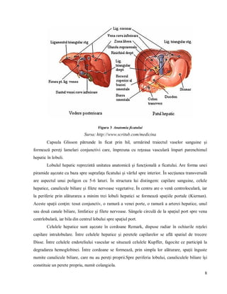 8
Figura 3 Anatomia ficatului
Sursa: http://www.scritub.com/medicina
Capsula Glisson pătrunde în ficat prin hil, urmărind traiectul vaselor sanguine şi
formează pereţi lamelari conjunctivi care, împreuna cu reţeaua vasculară împart parenchimul
hepatic în lobuli.
Lobulul hepatic reprezintă unitatea anatomică şi funcţională a ficatului. Are forma unei
piramide aşezate cu baza spre suprafaţa ficatului şi vârful spre interior. În secţiunea transversală
are aspectul unui poligon cu 5-6 laturi. În structura lui distingem: capilare sanguine, celule
hepatice, canalicule biliare şi filete nervoase vegetative. În centru are o venă centroloculară, iar
la periferie prin alăturarea a minim trei lobuli hepatici se formează spaţiile portale (Kiernan).
Aceste spaţii conţin: tesut conjunctiv, o ramură a venei porte, o ramură a arterei hepatice, unul
sau două canale biliare, limfatice şi filete nervoase. Sângele circulă de la spaţiul port spre vena
centrlobulară, iar bila din centrul lobului spre spaţiul port.
Celulele hepatice sunt aşezate în cordoane Remark, dispuse radiar în ochiurile reţelei
capilare intralobulare. Între celulele hepatice şi peretele capilarelor se află spatiul de trecere
Disse. Între celulele endoteliului vascular se situează celulele Kupffer, fagocite ce participă la
degradarea hemoglobinei. Ȋntre cordoane se formează, prin simpla lor alăturare, spaţii înguste
numite canalicule biliare, care nu au pereţi proprii.Spre periferia lobului, canaliculele biliare îşi
constituie un perete propriu, numit colangiola.
 