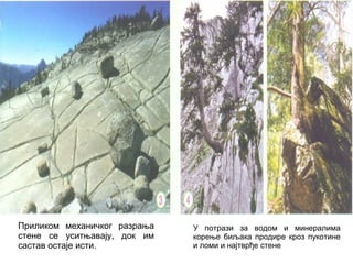 Приликом механичког разрања
стене се уситњавају, док им
састав остаје исти.

У потрази за водом и минералима
корење биљака продире кроз пукотине
и ломи и најтврђе стене

 