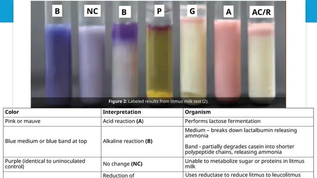 Litmus Milk Test - Biochemical Doc..pptx