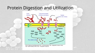 Litmus Milk Test - Biochemical Doc..pptx