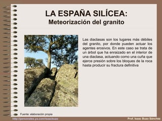 Las diaclasas son los lugares más débiles
del granito, por donde pueden actuar los
agentes erosivos. En este caso se trata de
un árbol que ha enraizado en el interior de
una diaclasa, actuando como una cuña que
ejerce presión sobre los bloques de la roca
hasta producir su fractura definitiva
LA ESPAÑA SILÍCEA:
Meteorización del granito
Prof. Isaac Buzo Sánchez
Fuente: elaboración propia
http://personales.ya.com/isaacbuzo
 