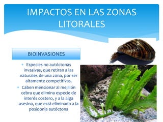 IMPACTOS EN LAS ZONAS
LITORALES
BIOINVASIONES
 Especies no autóctonas
invasivas, que retiran a las
naturales de una zona, por ser
altamente competitivas.
 Caben mencionar al mejillón
cebra que elimina especie de
interés costero, y a la alga
asesina, que está eliminado a la
posidonia autóctona
 