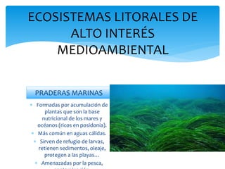 ECOSISTEMAS LITORALES DE
ALTO INTERÉS
MEDIOAMBIENTAL
PRADERAS MARINAS
 Formadas por acumulación de
plantas que son la base
nutricional de los mares y
océanos (ricos en posidonia).
 Más común en aguas cálidas.
 Sirven de refugio de larvas,
retienen sedimentos, oleaje,
protegen a las playas…
 Amenazadas por la pesca,
 