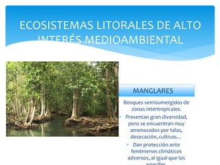 ECOSISTEMAS LITORALES DE ALTO
INTERÉS MEDIOAMBIENTAL
MANGLARES
 Bosques semisumergidos de
zonas intertropicales.
 Presentan gran diversidad,
pero se encuentran muy
amenazados por talas,
desecación, cultivos…
 Dan protección ante
fenómenos climáticos
adversos, al igual que los
 
