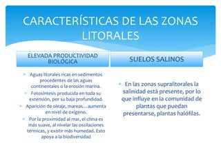 CARACTERÍSTICAS DE LAS ZONAS
LITORALES
ELEVADA PRODUCTIVIDAD
BIOLÓGICA
 Aguas litorales ricas en sedimentos
procedentes de las aguas
continentales o la erosión marina.
 Fotosíntesis producida en toda su
extensión, por su baja profundidad.
 Aparición de oleaje, mareas…aumenta
en nivel de oxígeno.
 Por la proximidad al mar, el clima es
más suave, al nivelar las oscilaciones
térmicas, y existir más humedad. Esto
apoya a la biodiversidad
SUELOS SALINOS
 En las zonas supralitorales la
salinidad está presente, por lo
que influye en la comunidad de
plantas que puedan
presentarse, plantas halófilas.
 