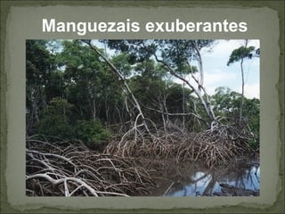 Manguezais exuberantes
 