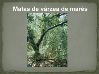 Matas de várzea de marés
 