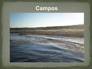 Campos
 