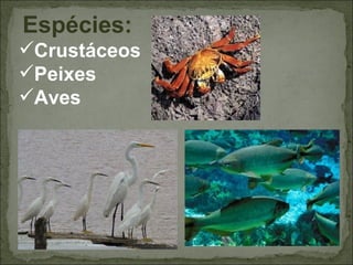  Espécies:
Crustáceos
Peixes
Aves
 